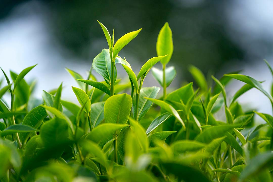 برگ گیاه چای باغات لاهیجان چای سی زن